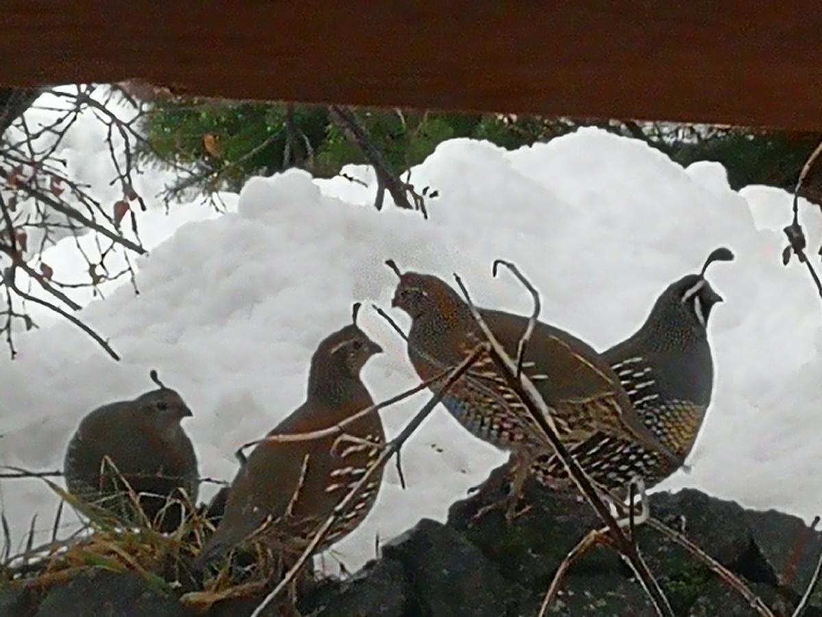 Hosteria Sudbruck San Carlos de Bariloche Luaran gambar